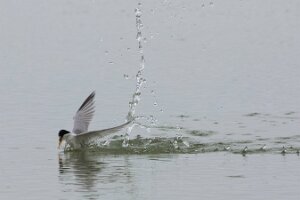 Bibione_7DMII_2015-04-26_0916